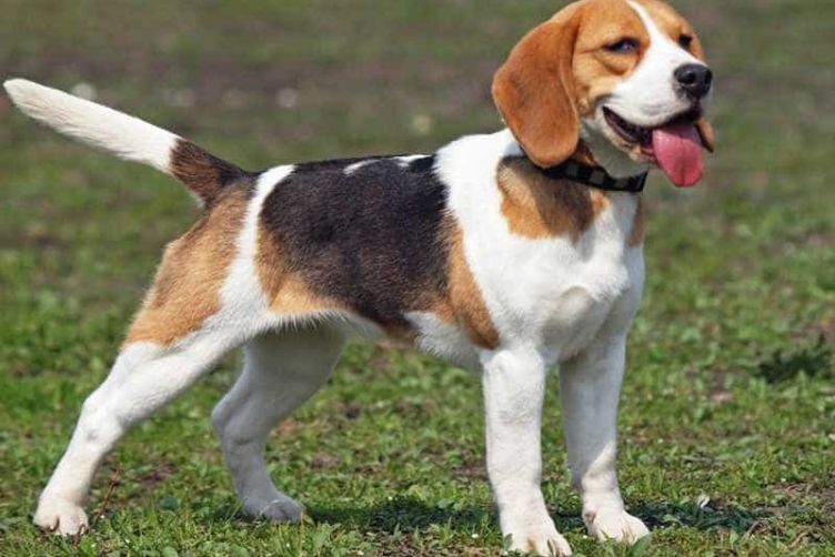 chó beagle 