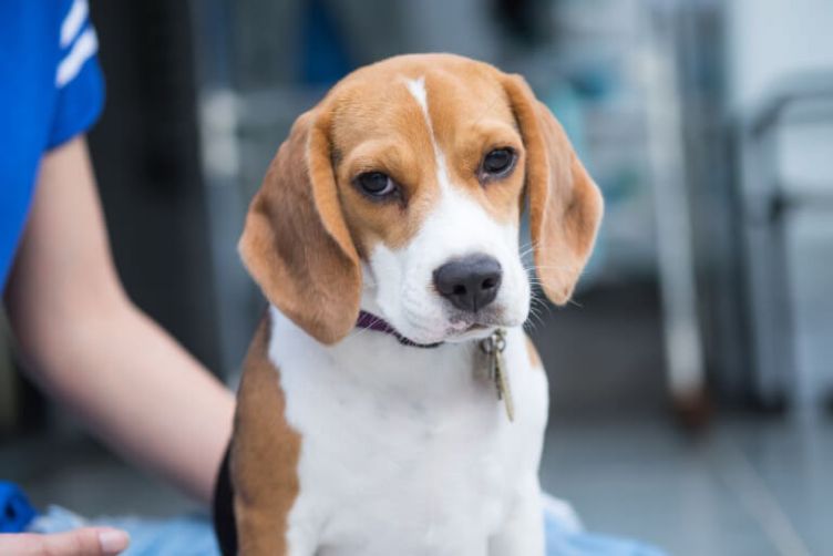 chó beagle kiêng ăn gì?