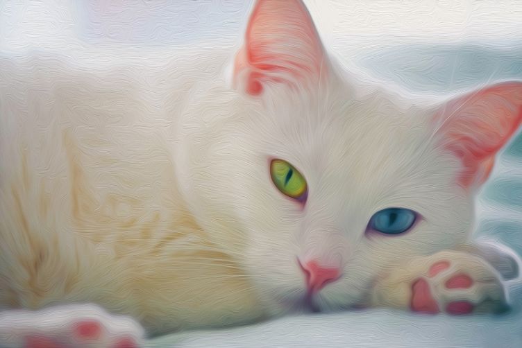 mèo 2 màu mắt