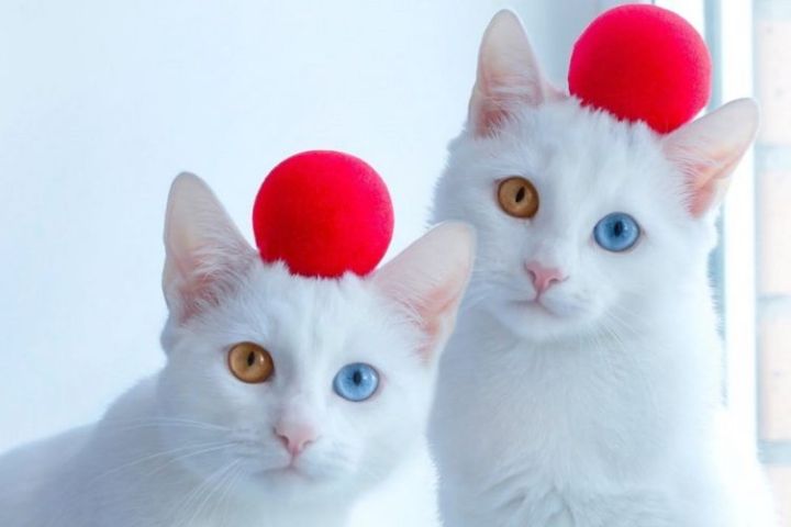 mèo mắt 2 màu