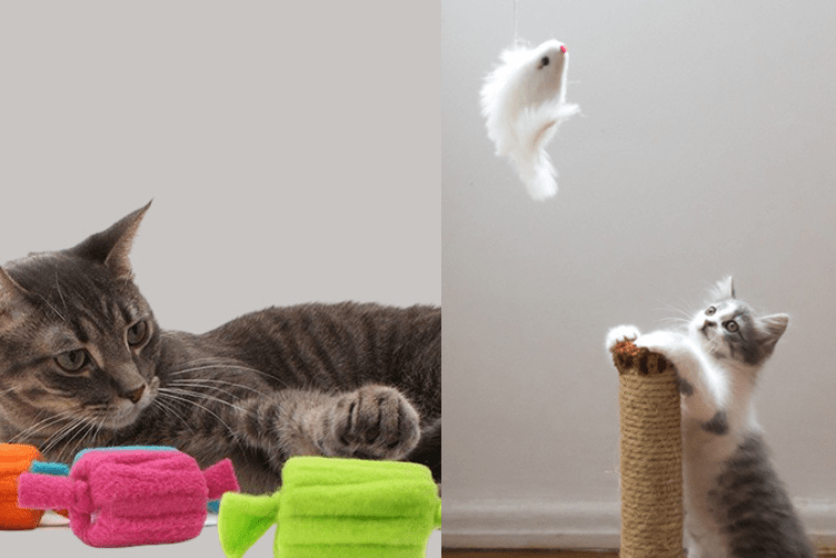Làm sao để mèo quen nhà mới