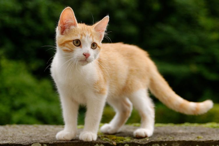 đặt tên cho chó mèo dựa theo giống mèo