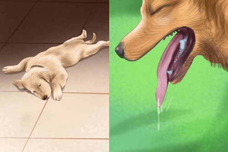 cách chữa chó bị sốc thuốc