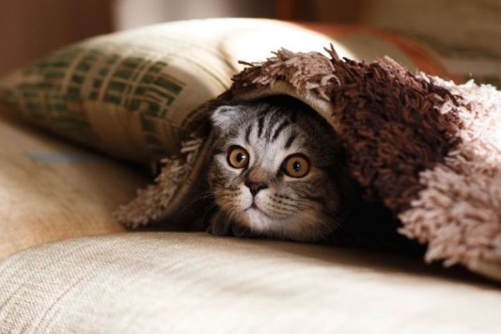 Làm sao để mèo quen nhà mới