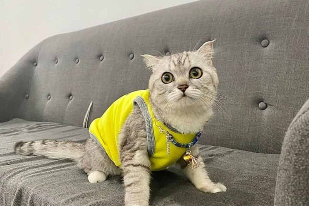 Cách may quần áo cho thú cưng tại nhà