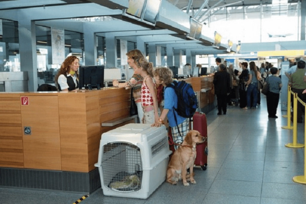 Thủ tục làm giấy kiểm dịch để gửi chó mèo đi máy bay