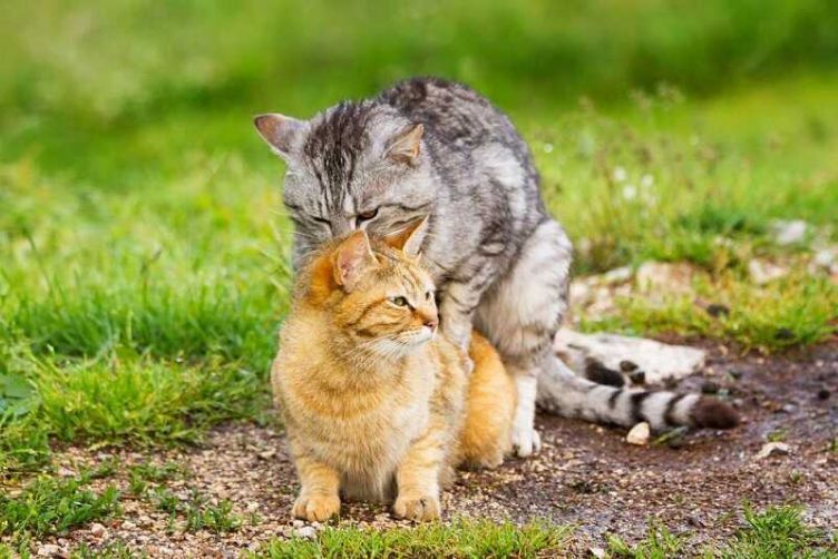 Có nên phối giống chó mèo cận huyết hay không?