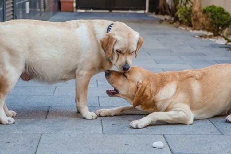 có nên phối giống chó mèo cận huyết hay không? 