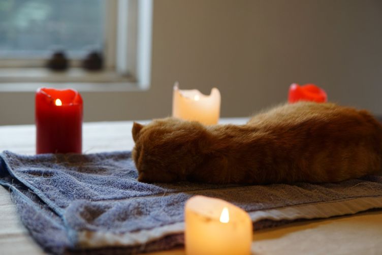 6 điều bạn cần biết về dịch vụ hỏa táng thú cưng