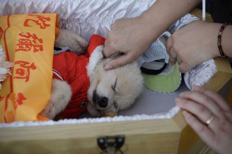  Lợi ích khi hoả thiêu chó mèo
