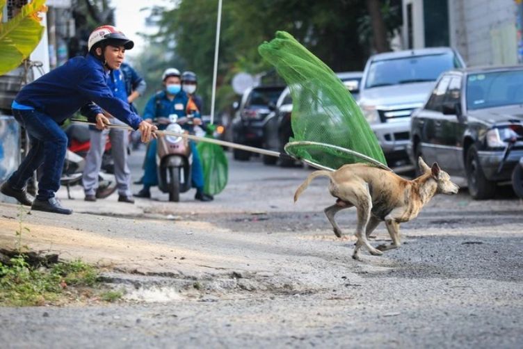 liên hệ đội bắt chó thả rông 