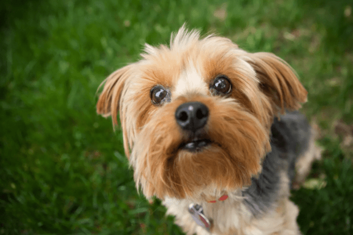 Cách đặt tên cho chó độc đáo