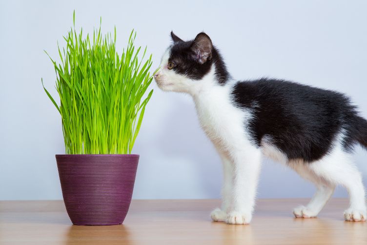 Những phản ứng của mèo khi dùng cỏ mèo