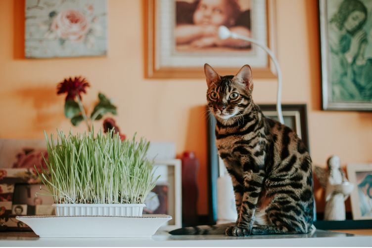 mèo không thích cỏ mèo