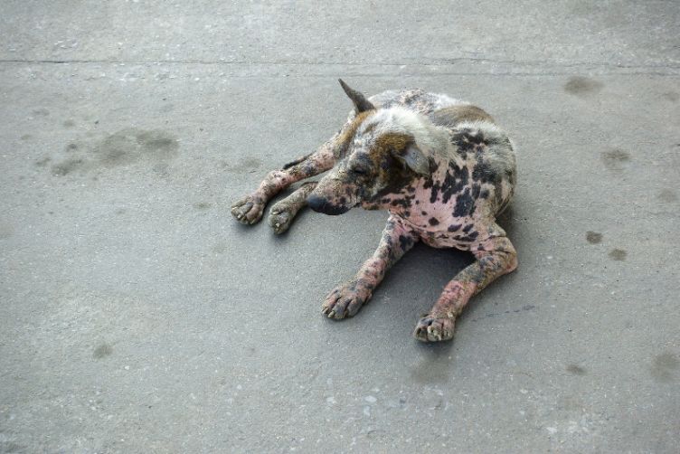 Viêm da ở chó có lây không