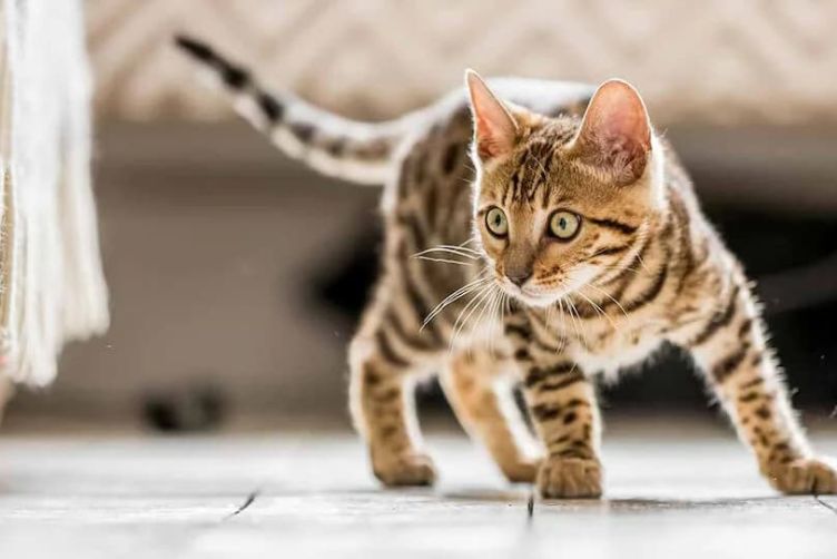Các bộ phận khó vệ sinh trên cơ thể mèo