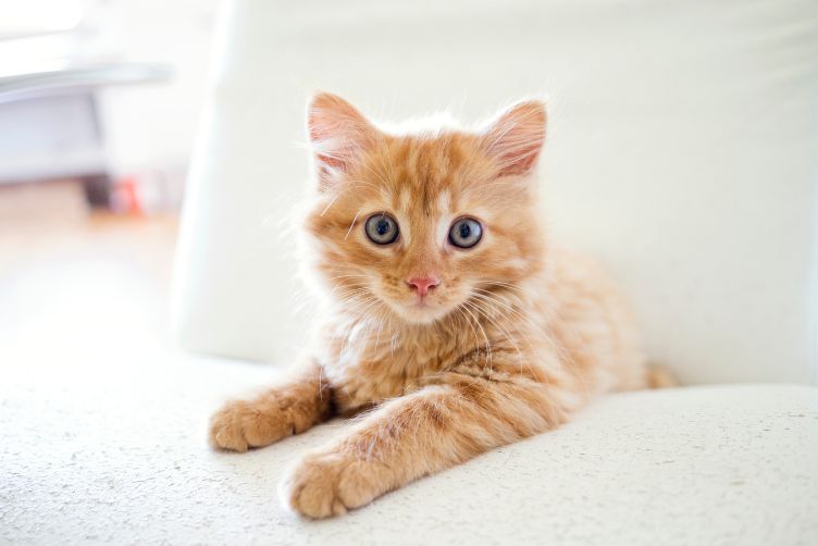 Thay đổi chế độ ăn từ mèo con sang mèo trưởng thành 