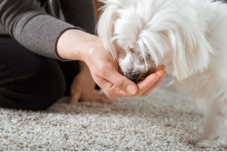 thực đơn cho chó mẹ sau sinh