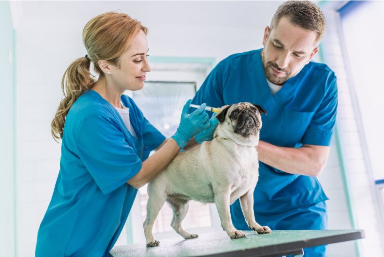 Các bệnh lây từ chó mèo sang người
