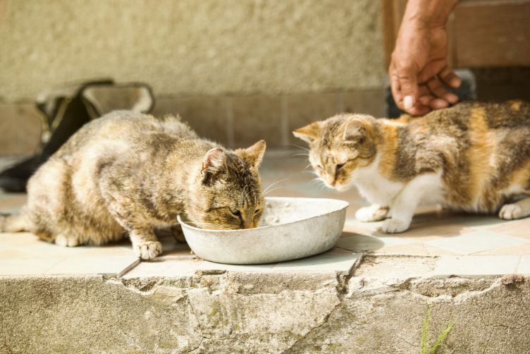 Thay đổi chế độ ăn từ mèo con sang mèo trưởng thành