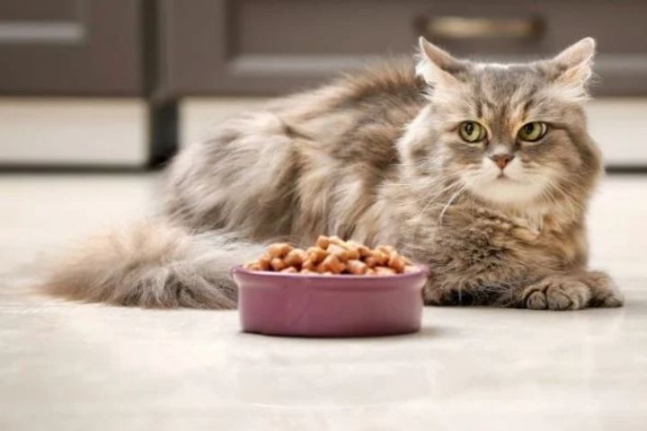 Thương hiệu thức ăn cho mèo nổi tiếng