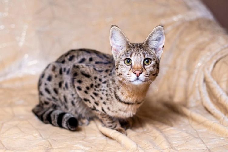 mèo serval