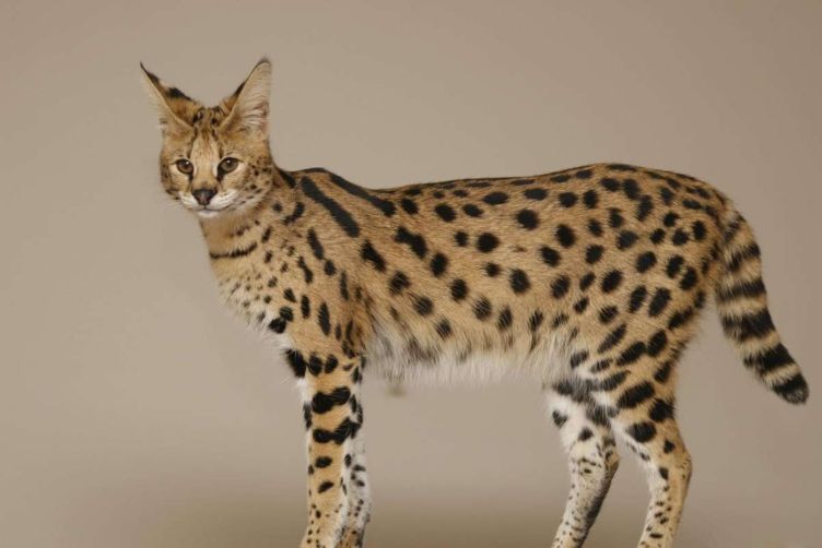 mèo serval