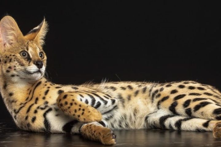 tiêu chuẩn khi mua mèo savannah