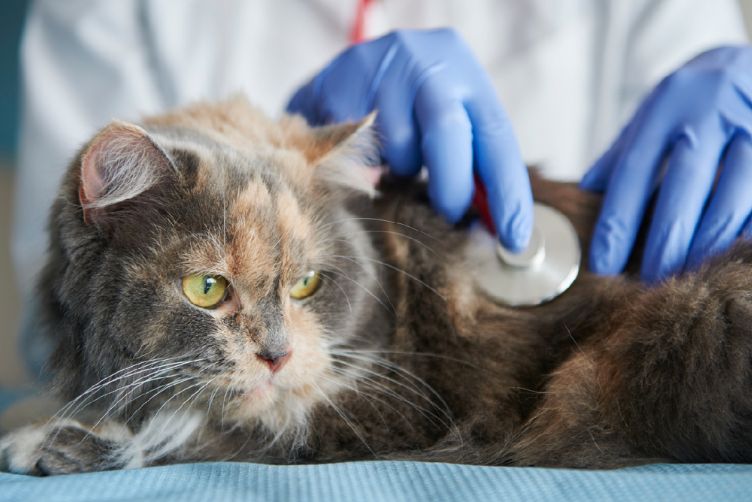 bệnh lồng ruột ở mèo 