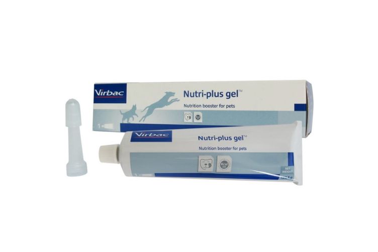 biểu hiện mèo bị lồng ruột