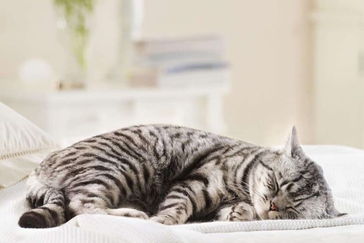 điều trị sau hậu phẫu cho mèo 