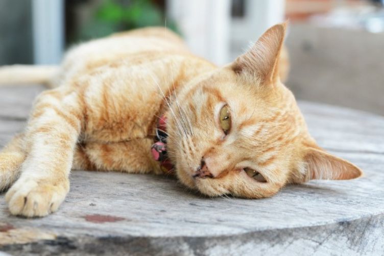 Cảnh báo nguy cơ tử vong do bệnh lồng ruột ở mèo