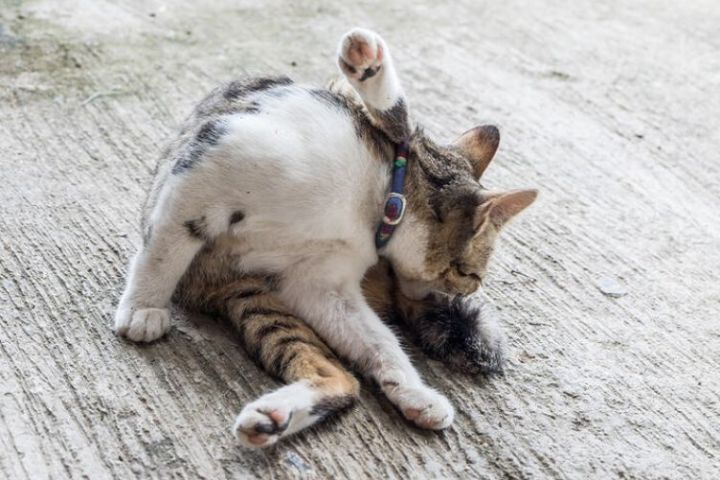 Triệu chứng và cách điều trị mèo bị sưng hậu môn