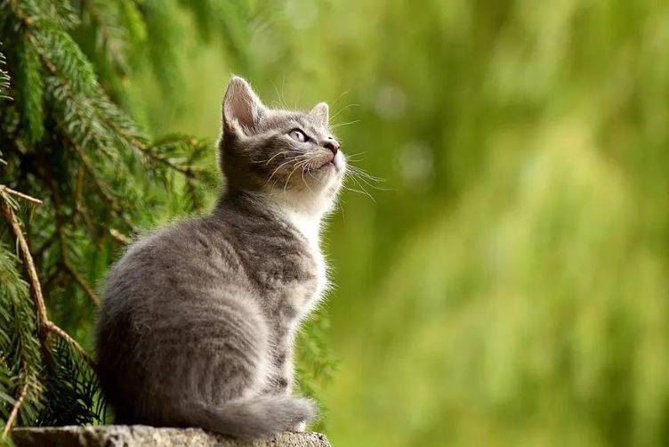 Đoán tính cách của mèo qua ngày sinh tháng đẻ