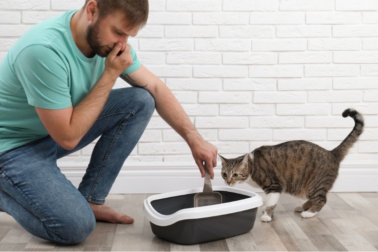 bụi cát mèo ảnh hưởng đến sức khỏe