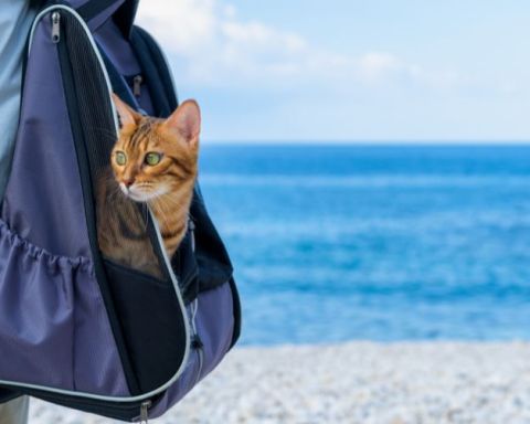 Cách vệ sinh và bảo quản balo mèo