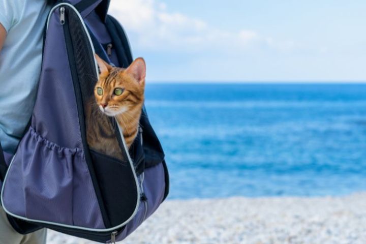 Cách vệ sinh và bảo quản balo mèo