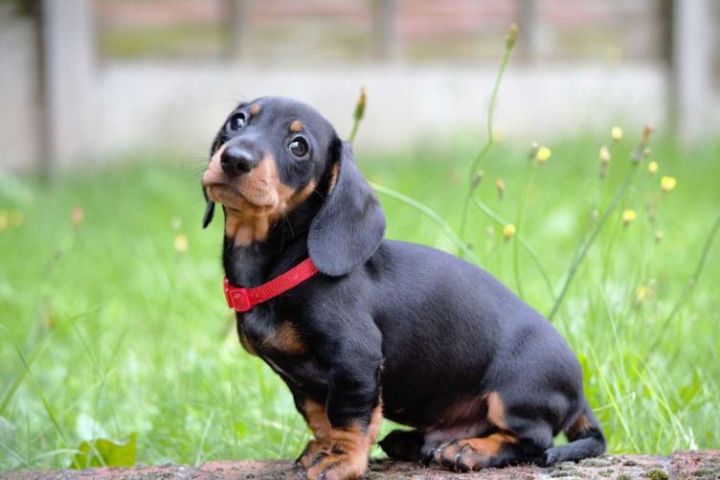 Giống chó lông ngắn, ít rụng lông