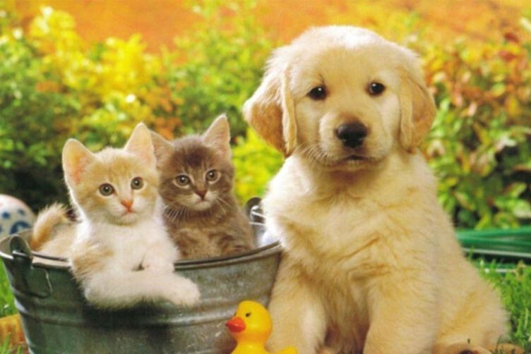 các giống chó mèo phù hợp với gia đình có trẻ nhỏ