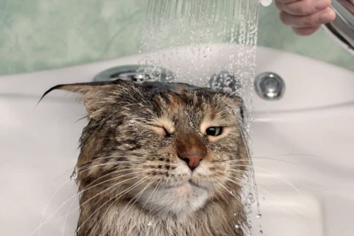 nên tắm cho mèo tại nhà hay đến spa