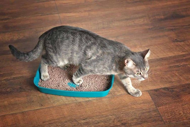 khử mùi hôi khay vệ sinh cho mèo