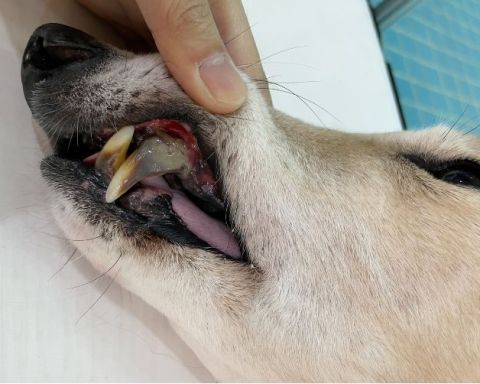 cách điều trị hôi miệng ở chó