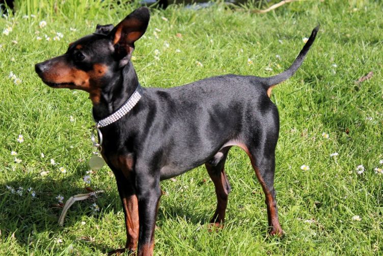 Giống chó lông ngắn, ít rụng lông