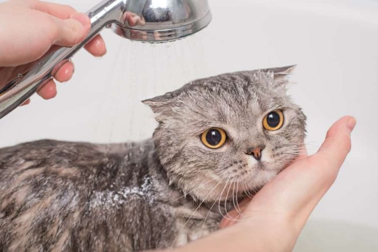 nên tắm cho mèo tại nhà hay đến spa