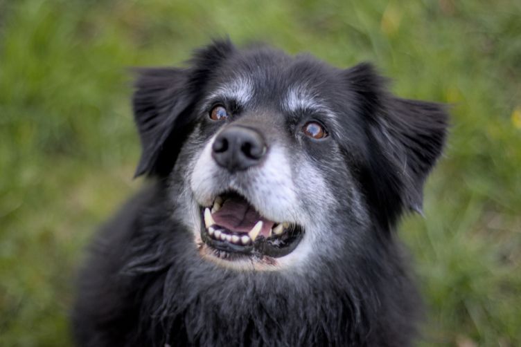 cách chăm sóc chó già