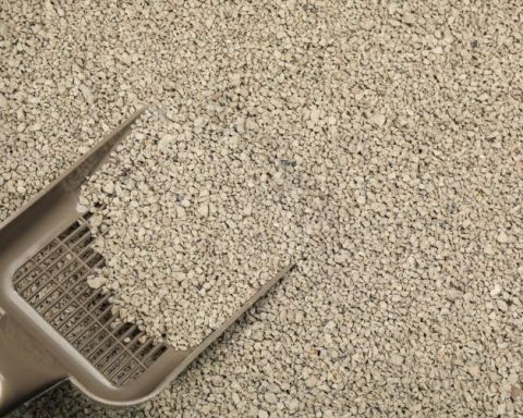 bụi cát mèo ảnh hưởng đến sức khỏe