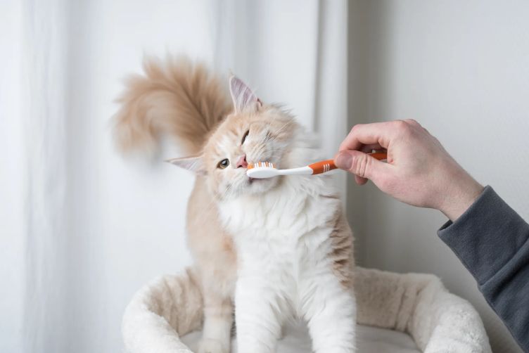 dấu hiệu bệnh răng miệng ở chó mèo