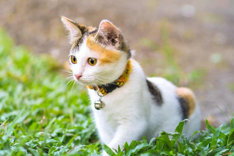 các giống chó mèo phù hợp với gia đình có trẻ nhỏ