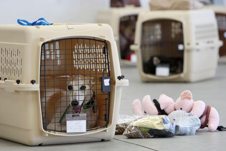 Vận chuyển thú cưng bằng máy bay nội địa