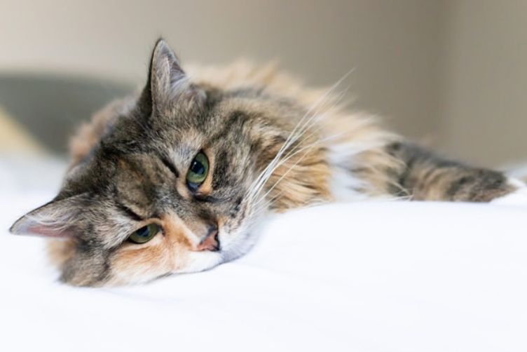 chó bị tiểu đường